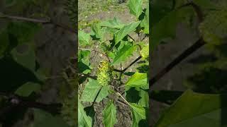 collecting datura seeds