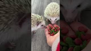 Tony come baby #hedgehog #anmals #animalphotos #animals #hedgehoge #animalart #cute #cuteanimals