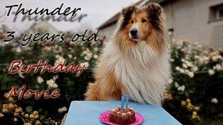 Thunder the Rough Collie - 3 Years old 