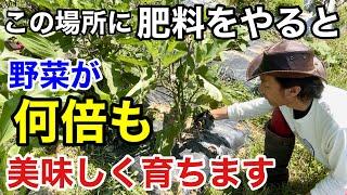 【ほとんど間違い】野菜の追肥はそこにあげてはいけません　　　　【カーメン君】【園芸】【ガーデニング】【初心者】