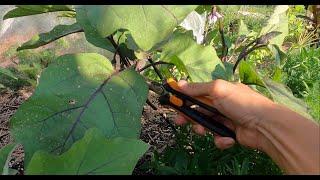 Gardening Tip | Pruning Eggplants