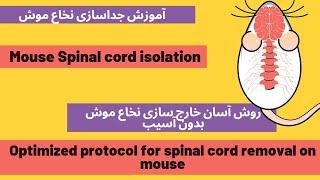 Spinal cord isolation in mice/جداسازی نخاع موش