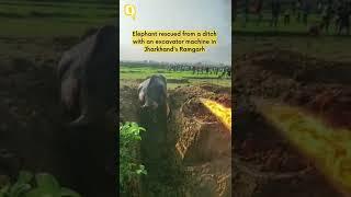 Watch | Elephant Rescued With an Excavator Machine in Jharkhand