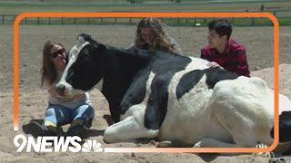 Animal sanctuary offers cow cuddle experience