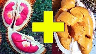 Multi grafting on one durian tree easy, How to graft a durian tree, Best way to grafting fruit plant