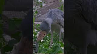 一動不動鯨頭鸛。神戸動物王國  #shoebill #ハシビロコウ