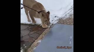 Lioness Julia Weighed In At 190 kg ( 418 lbs) On Scale