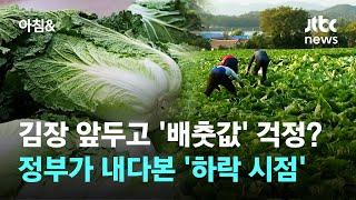 김장철 다가오니 '배춧값' 걱정? 정부가 내다본 '하락 시점' / JTBC 아침&