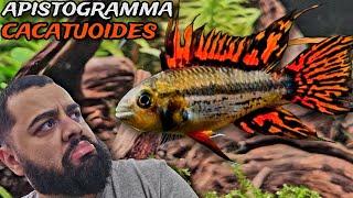 ESSE CICLÍDEO ANÃO É UM DOS MAIS BONITOS QUE EXISTEM! - APISTOGRAMMA CACATUOIDES