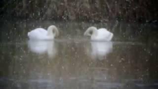 Hirsche, Schwäne, Gänse: Wildes Leben in Nordholland