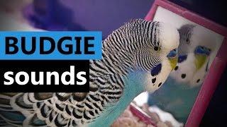 Sounds of Budgie [Parakeet/Budgerigar] My Cookie talking to Mirror