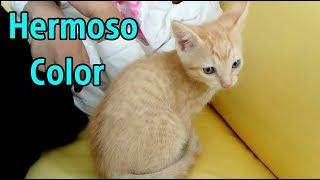 Gato beige (atigrado)