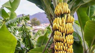 (23/05/23) How to start a cavendish banana plantation. #banana