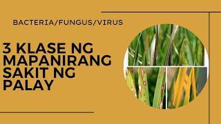 MGA SAKIT NG PALAY (bacteria, fungus at virus)