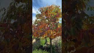 Black Tupelo (Nyssa sylvatica) #trees #fallcolor #nyssasylvatica #blackgum #blacktupelo