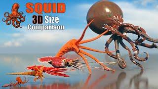 STOP Wondering How Big Squids REALLY Are! 3D Size Comparison