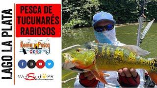 Pesca de #Tucunarés Rabiosos en el Lago La Plata - Rema y Pesca #tucunares #peacockbass