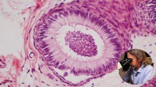 Histology of the epididymis and vas deferens