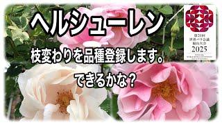 バラの枝変わりの品種登録　ヘルシューレンに白に近い薄ピンク色の花が咲きました。品種登録をしょうと思います。登録の出来るまでをシリーズにしてお届けします。　私だけのバラはドキドキワクワクですね。