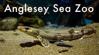 Anglesey Sea Zoo