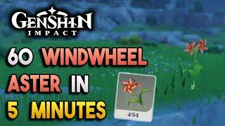 Windwheel Aster Locations - Fast and Efficient - Ascension Materials -【Genshin Impact】