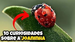 10 CURIOSIDADES SOBRE A JOANINHA #joaninha