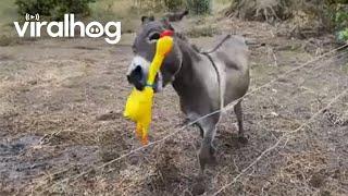 Giant Screaming Chicken Makes Donkey's Day || ViralHog