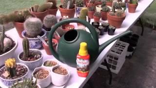 Fertilizing Cacti and Succulents