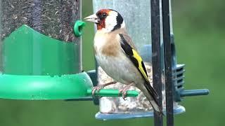 Goldfinch