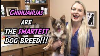 Are Chihuahuas the Smartest Dog Breed??? | PARODY