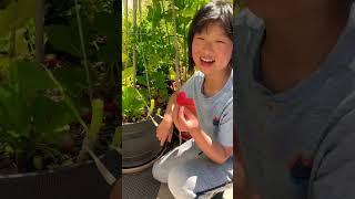 Strawberry Update and Taste Test  | #garden #plants #cute #update #yummy #strawberry #tastetest