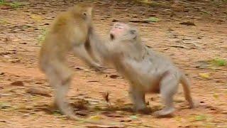 Why Monkey Same Group Fight Each Other| Have A Look Two Monkeys Fighting Seriously,