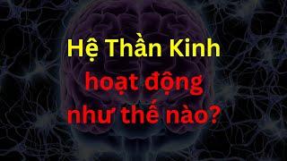 Hệ Thần Kinh - Sinh học - Tập 26 | Tri thức nhân loại