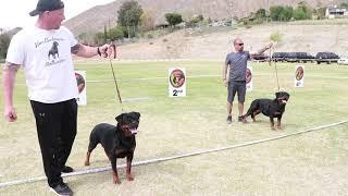 Rottweiler dog show highlights from Von Ruelmann