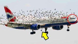 Die Vögel attackieren pausenlos das Flugzeug - Der Grund brachte den Piloten zum Weinen!