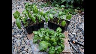 How to Prune Basil Seedlings to Get Bushy Plants