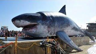 You Won’t Believe How The Last Megalodon Went Extinct…THIS IS SHOCKING!!