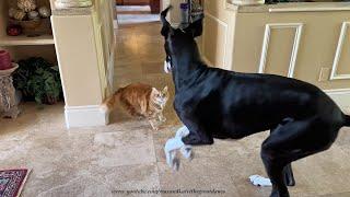 Funny Chatty Great Dane & Cat's Follow The Leader Game