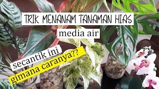 CARA MENANAM TANAMAN HIAS MEDIA TANAM AIR || TUMBUH SUBUR DAN ANTI BUSUK AKAR