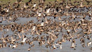 Winter Ducks & Geese of Kaziranga National Park