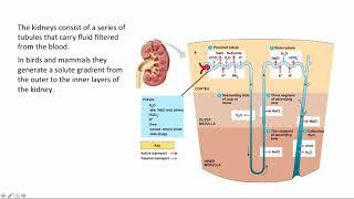 BCOR011WL Chpt 45 - EndocrineRegulation