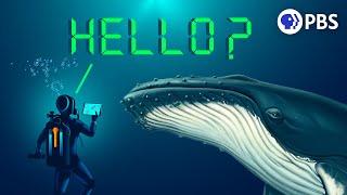 Can Humans Talk to Whales? This Might Let Us…