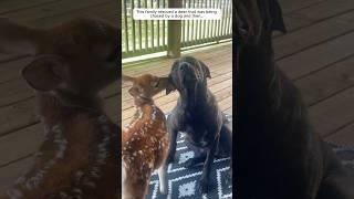 This family rescued a deer that was being chased by a dog and then.