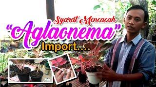 mencacah aglaonema import, jangan takut jika tahu hal ini#part 1-2021