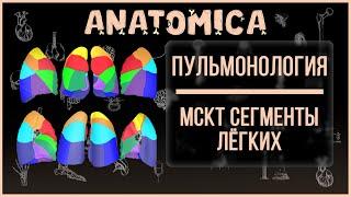 Сегменты легких / Компьютерная томография / Пульмонология