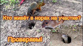 Норы на садовом участке. Кто их роет и живёт в них? Решили проверить!