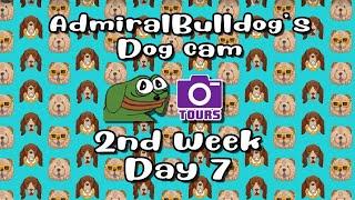 AdmiralBulldog Dogcam stream: Week 2, Day 7 (with chat)