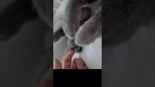 늦잠자는 냥이를 깨우기 ㅋ(waking up an overslept cat)#귀여운고양이#cutecat#lazycat