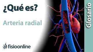 ARTERIA RADIAL | Qué es, ubicación, recorrido, ramificaciones y lesiones