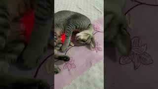  #cat #petstagram #funnyvideo